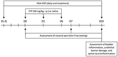 Uroprotective and pain-relieving effect of dietary supplementation with micronized palmitoyl-glucosamine and hesperidin in a chronic model of cyclophosphamide-induced cystitis